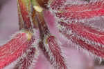 Pink azalea